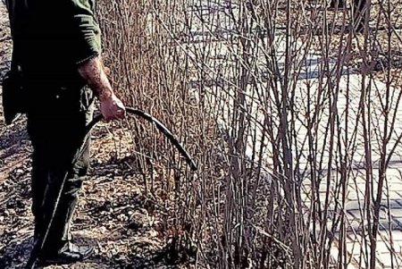 Озеленители выполняют уход за аллеями сирени в одесских парках