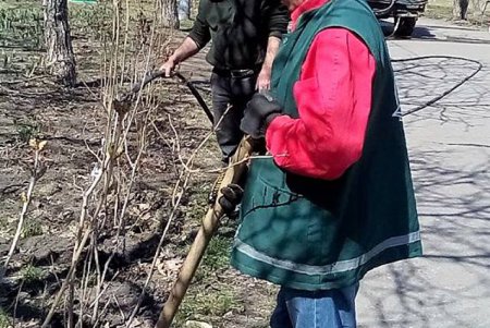 Озеленители выполняют уход за аллеями сирени в одесских парках