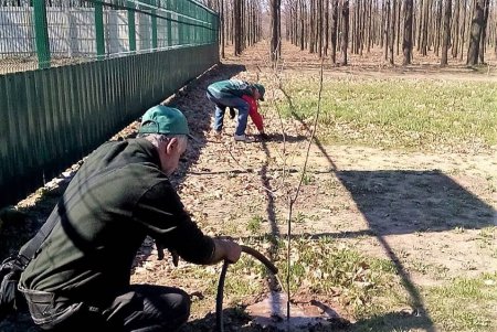 Озеленители выполняют уход за аллеями сирени в одесских парках