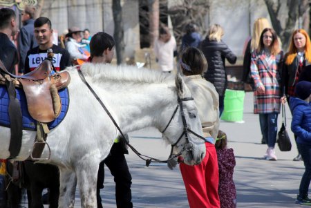 Весенняя Аркадия: люди, чайки и цветущие магнолии (фоторепортаж)