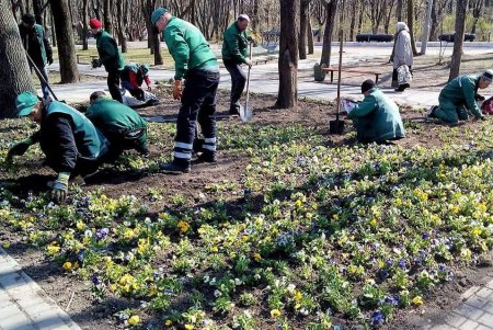 Одесские озеленители высаживают деревья и весенние цветы (фото)