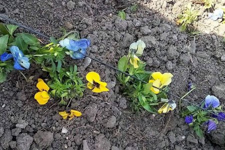 Одесские озеленители высаживают деревья и весенние цветы (фото)
