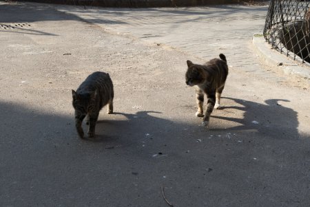 Двое в Одессе (фоторепортаж) 