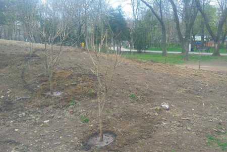 Волонтеры высадили гибискусы в парке Горького (фото)
