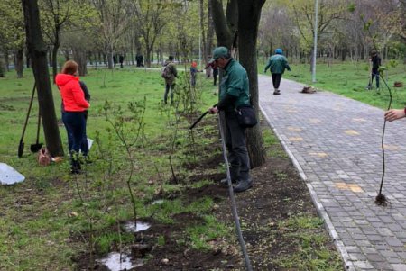 В парке Победы появилась аллея сирени (фото)