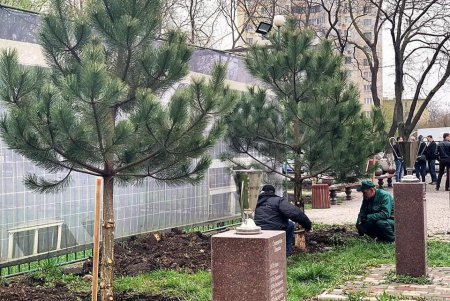 В одесском сквере Истории футбола высадили сосновую аллею (фото)