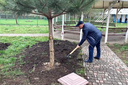 В одесском сквере Истории футбола высадили сосновую аллею (фото)