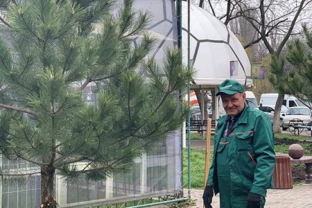В одесском сквере Истории футбола высадили сосновую аллею (фото)