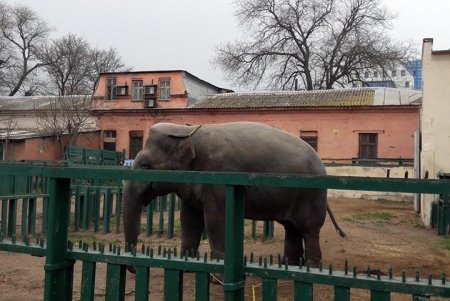 Одесские любители зимнего плавания провели субботник в зоопарке (фото)