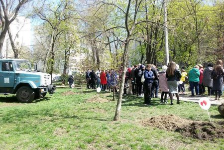 «Аллею жизни» высадили в Михайловском сквере