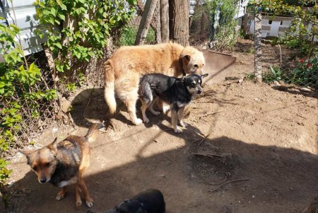 Одесские волонтеры помогли приюту для котов (фото)