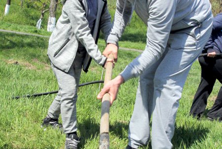 В парке «Юбилейный» высадили саженцы на месте срубленных деревьев (фоторепортаж)