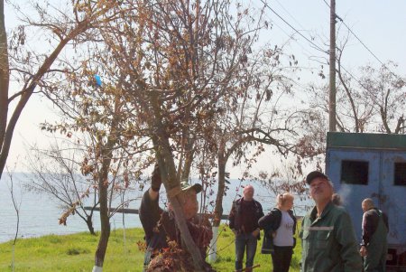 В парке «Юбилейный» высадили саженцы на месте срубленных деревьев (фоторепортаж)