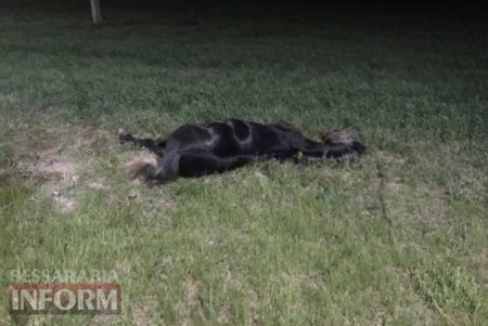 В Измаиле пьяный водитель сбил повозку: погибла лошадь (фото)