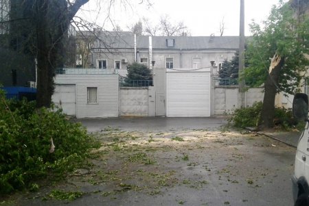Сильный ветер повалил восемь деревьев в Одессе за минувшие сутки (фото)