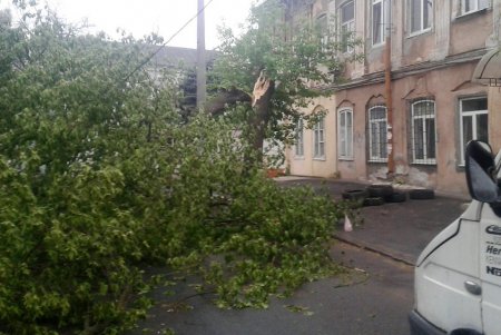 Сильный ветер повалил восемь деревьев в Одессе за минувшие сутки (фото)