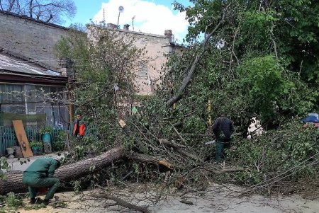 Сильный ветер повалил восемь деревьев в Одессе за минувшие сутки (фото)