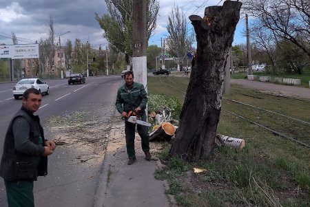 Сильный ветер повалил восемь деревьев в Одессе за минувшие сутки (фото)
