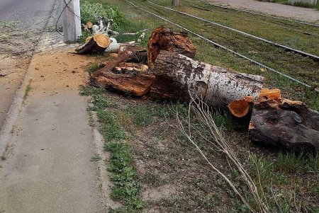 Сильный ветер повалил восемь деревьев в Одессе за минувшие сутки (фото)