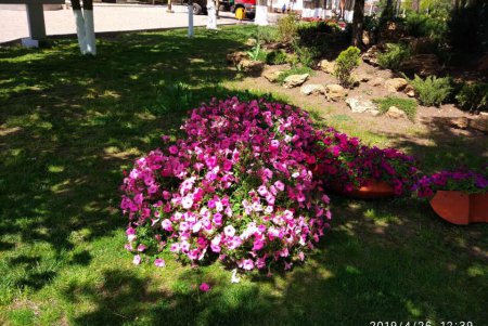 ОТГ под Одессой меняет пластиковые бутылки на цветы (фото)