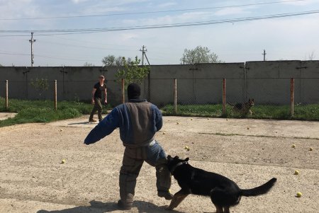 В Одессе состоялось тестирование служебных штурмовых собак (фото, видео)