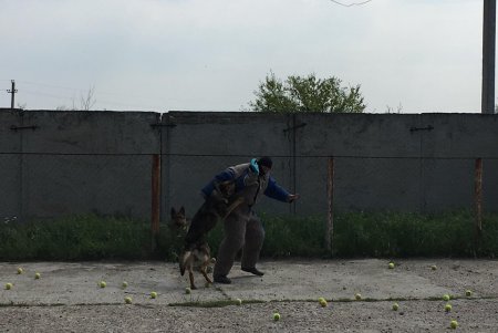 В Одессе состоялось тестирование служебных штурмовых собак (фото, видео)