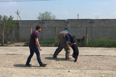 В Одессе состоялось тестирование служебных штурмовых собак (фото, видео)