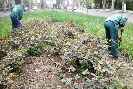 В апреле одесские коммунальщики убрали 73 аварийных дерева