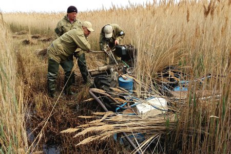 В Тузловских лиманах незаконный покос тростника оставляет без жилья черепах и птиц (фото)