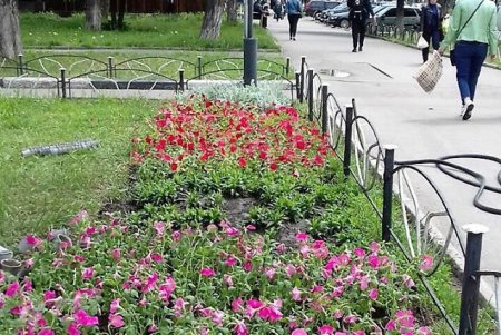 В Стамбульском парке высадили летние цветы (фото)