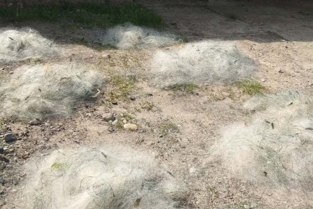 На озере Кагул браконьеры попались на горячем, выловив 500 рыб (фото)