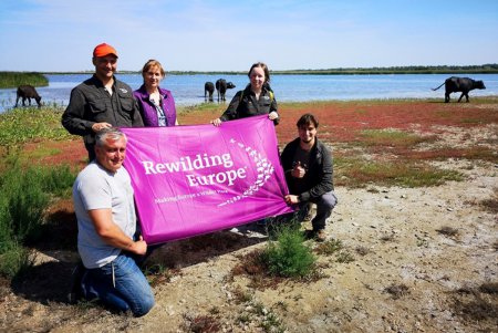 В дельте Дуная возле Вилково теперь пасутся индийские водяные буйволы (фото)