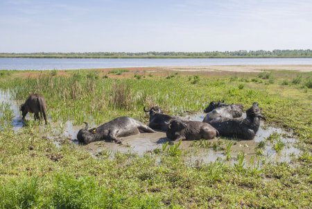В дельте Дуная возле Вилково теперь пасутся индийские водяные буйволы (фото)