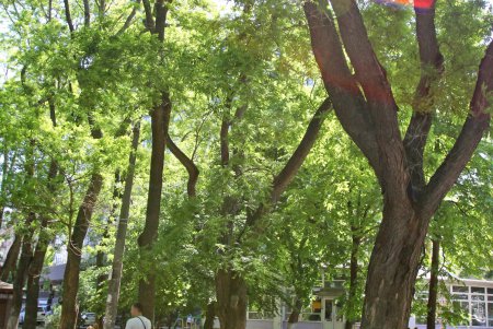 Старобазарный сквер: спустя столетие перемены продолжаются (фоторепортаж) 