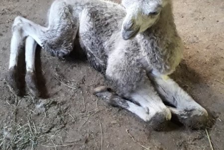 Очередное пополнение в одесском зоопарке: на свет появился верблюжонок