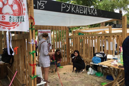 В Одессе проходит благотворительный фестиваль в поддержку животных из приютов (фото)