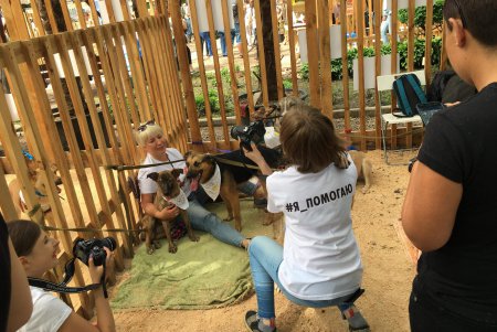 В Одессе проходит благотворительный фестиваль в поддержку животных из приютов (фото)