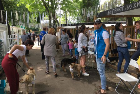 В Одессе проходит благотворительный фестиваль в поддержку животных из приютов (фото)