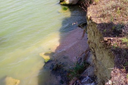 В Хаджибейском лимане произошла массовая гибель креветок и рыбы (фото)