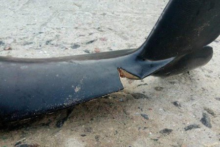 Дельфиненок, которого нашли в районе Лузановки, погиб от колото-резаных ран (фото)