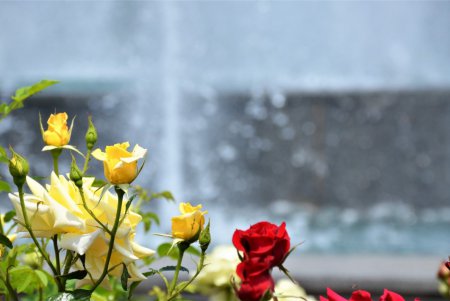 Одессу украсят 230 подвесных ваз с цветами (фото)