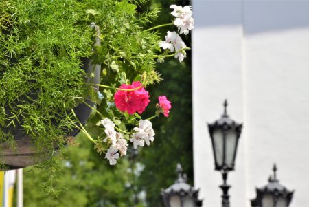 Одессу украсят 230 подвесных ваз с цветами (фото)