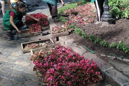 Клумбы возле Оперного театра украсили более 3500 цветов (фото)