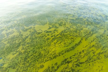 Эколог назвал главные причины «цветения» Черного моря (фото)