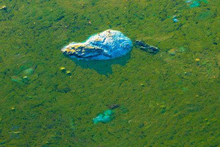 Эколог назвал главные причины «цветения» Черного моря (фото)