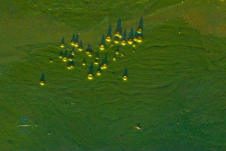 Эколог назвал главные причины «цветения» Черного моря (фото)