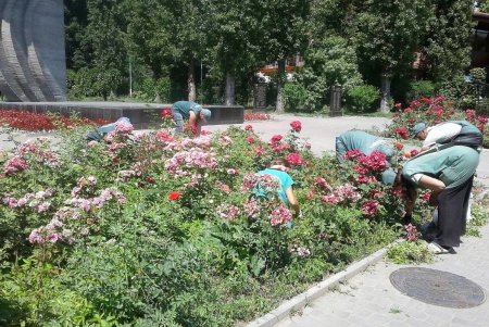 В жару и засуху коммунальщики регулярно поливают растения во всех районах Одессы (фото)