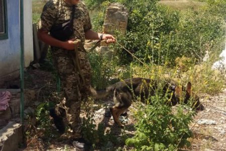 Пропавшую в Ивановке девочку ищут более 250 правоохранителей: в том числе и кинологи с собаками, натренированными на поиск трупов (фото)