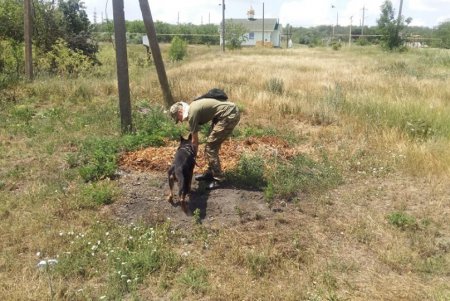 Пропавшую в Ивановке девочку ищут более 250 правоохранителей: в том числе и кинологи с собаками, натренированными на поиск трупов (фото)