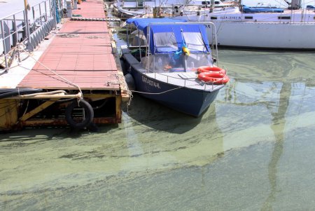Черное море зеленого цвета (фоторепортаж)